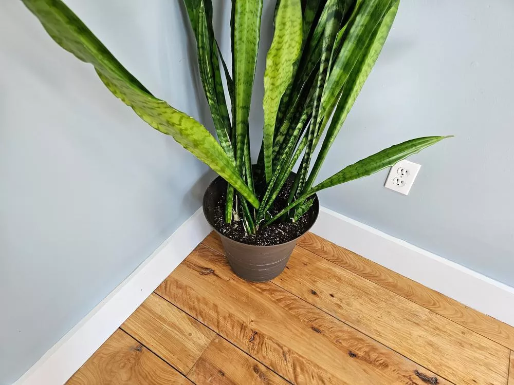 10" Sansevieria (Snake Plant)