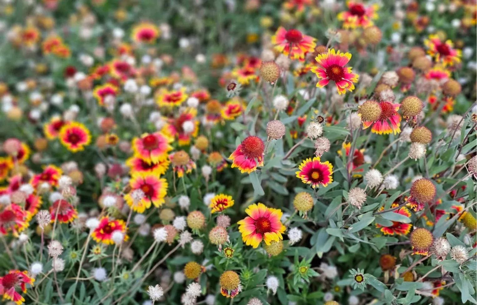 11/8 EVENT TICKET: Fall Native Seed Mixing Class