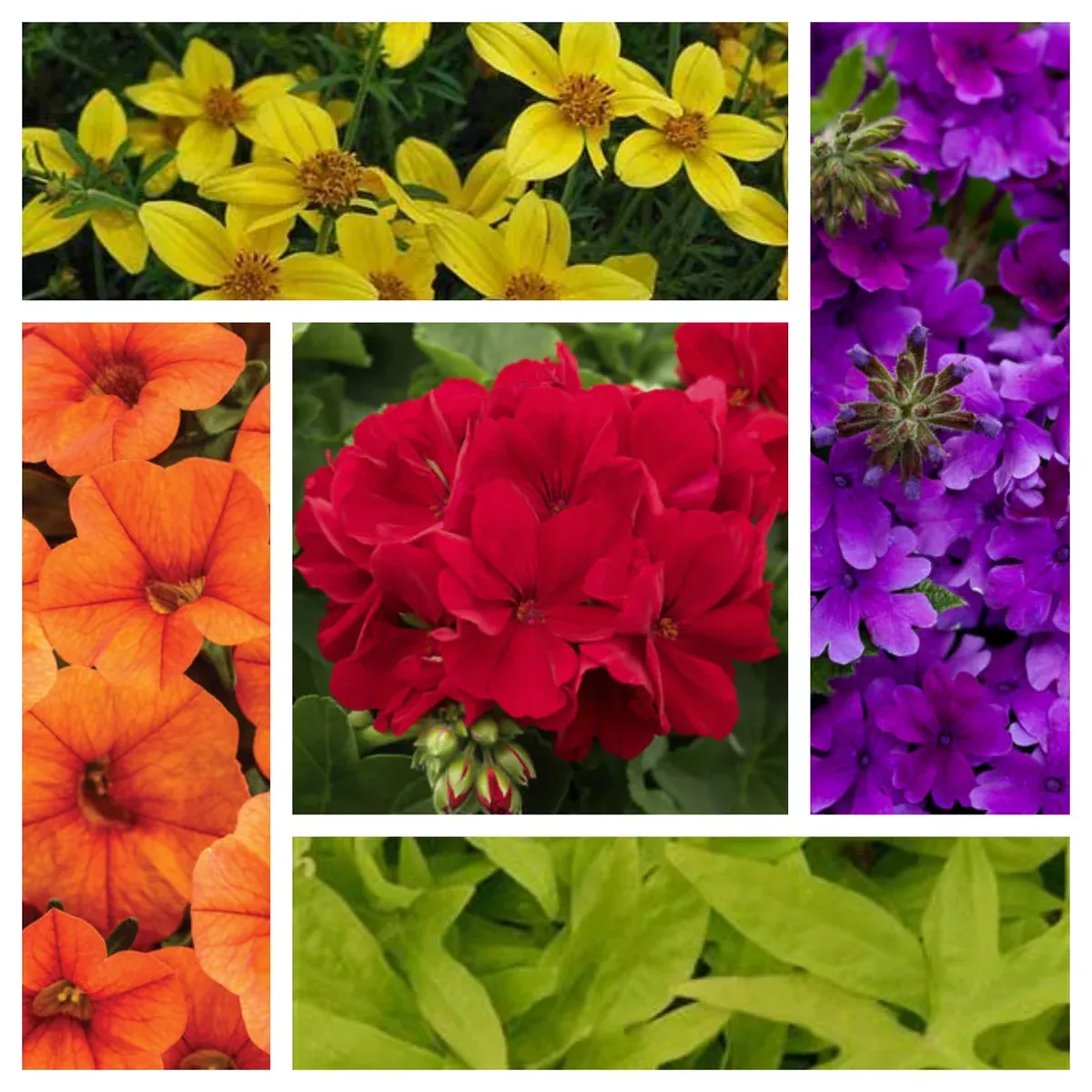 16" Color Splash Hanging Basket