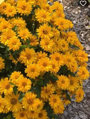 1G Heliopsis - Athena Gold - False Sunflower