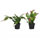 2.5" Christmas Cacti - Assorted Colors - C4454