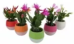 2.5" Spring Cacti w/ Self-Water - C3782