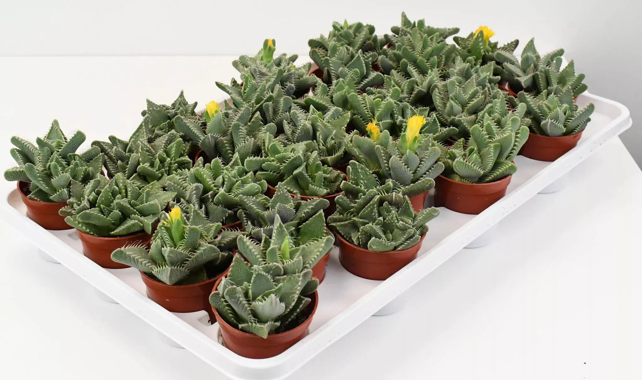 2.5" Succulent - Tiger Jaws C4754
