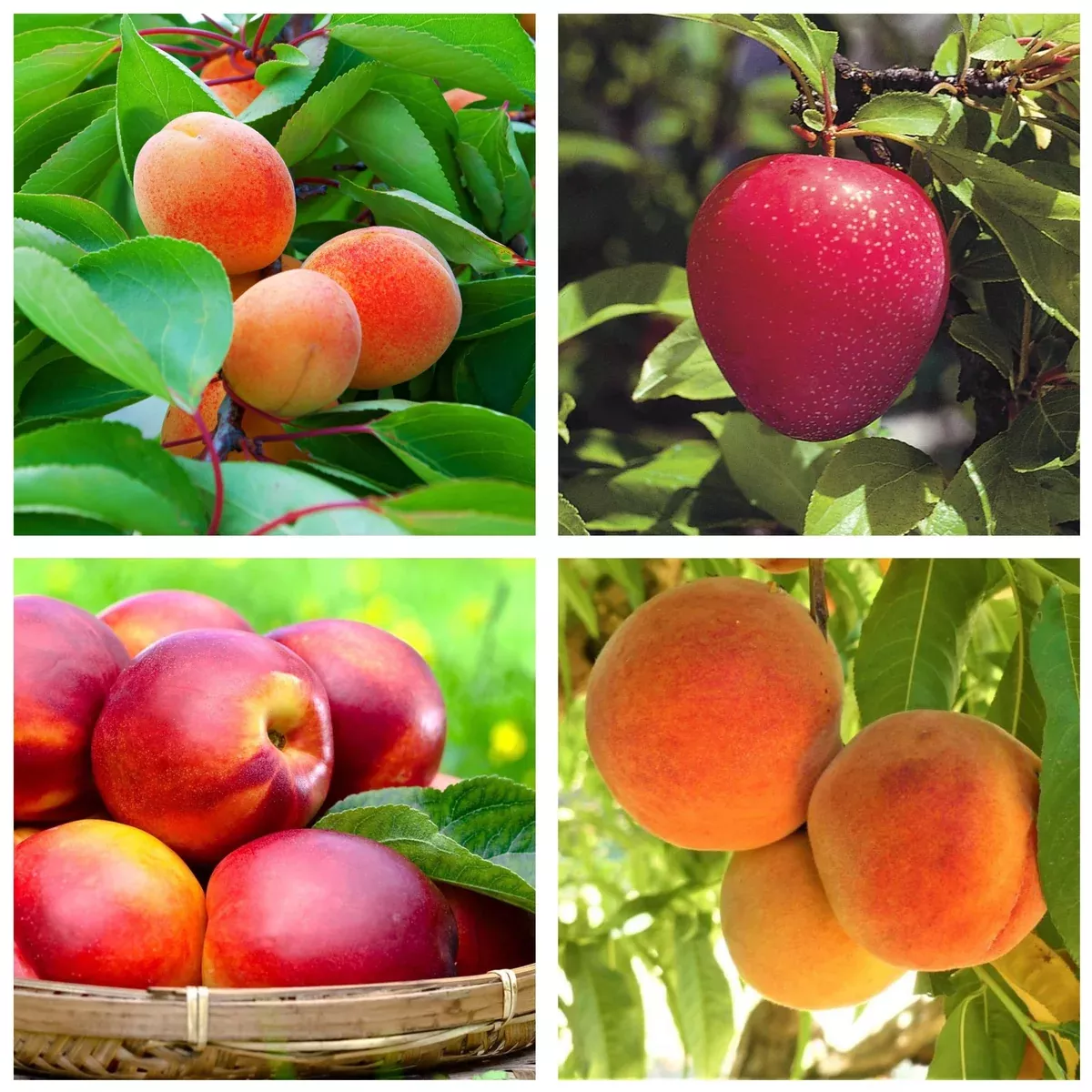 2 n 1 Fruit Salad Tree