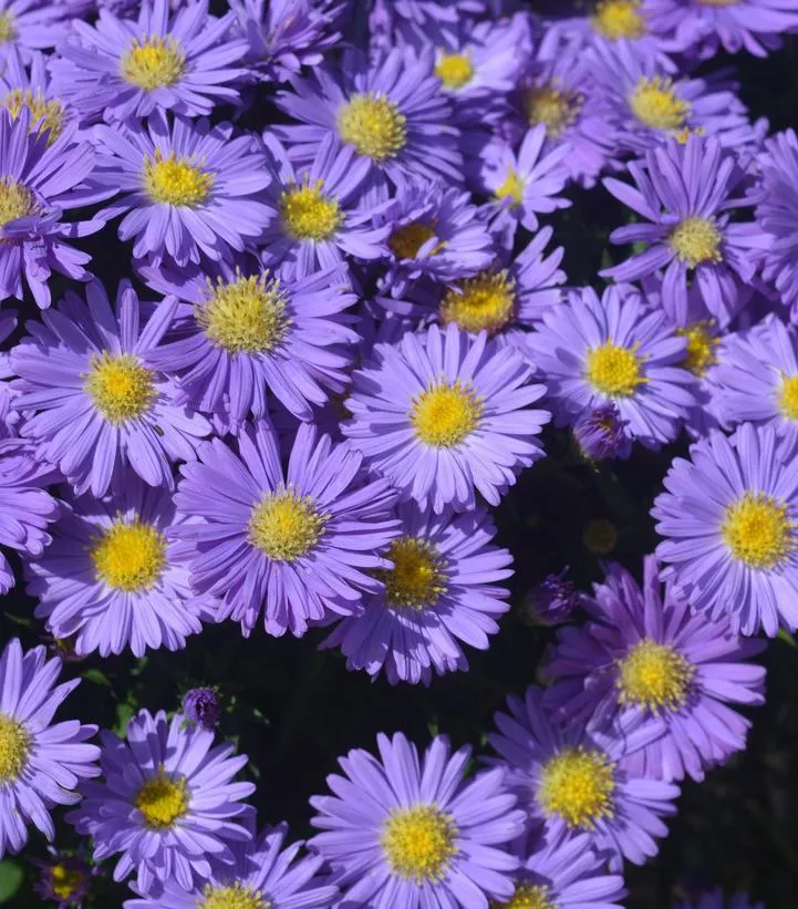 2G Aster 'Kickin Sapphire' - 1008018