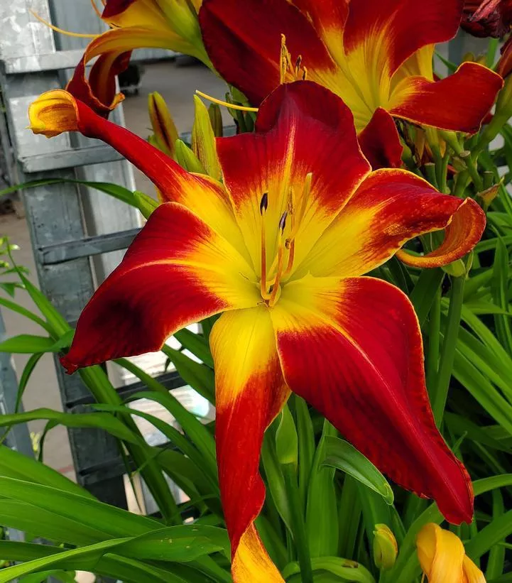 2G Hemerocallis Rainbow Rhythm 'Ruby Spider' Ruby Spider Daylily 1006762