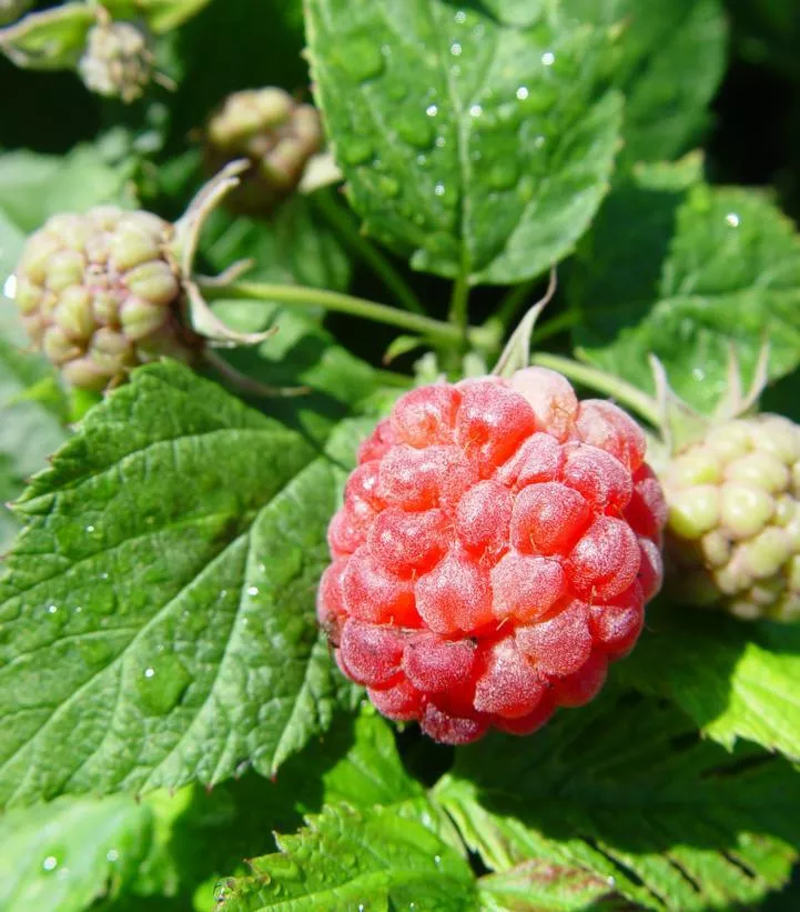 2G Rubus 'Raspberry Shortcake' - Red Raspberry - 1007483