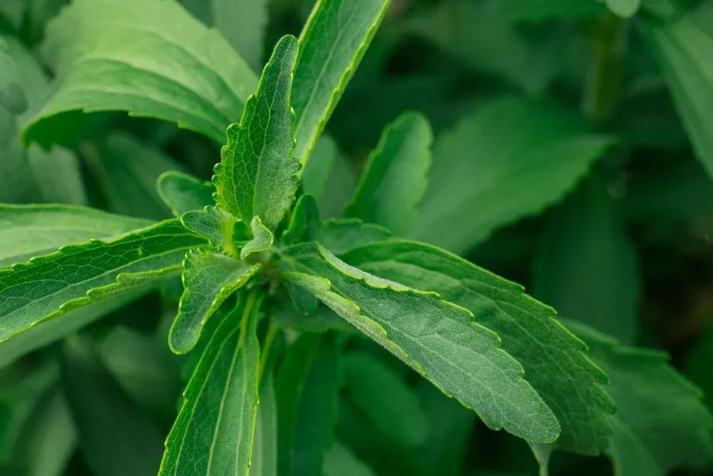 3.5" Herb - Sweet Leaf Stevia