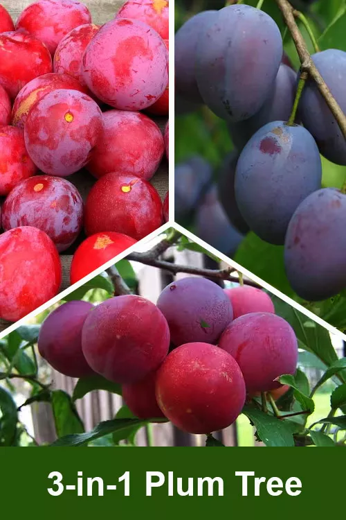3-in-1 Combo Plum Tree - 7 Gallon Pot (5-6’)