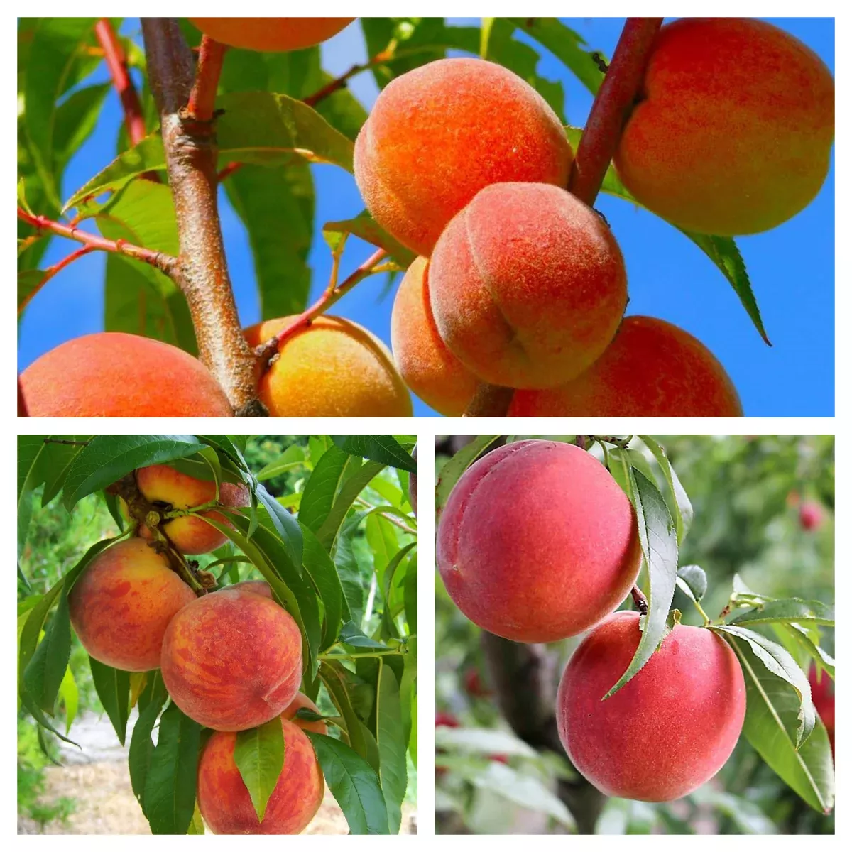 3 in 1 Peach Tree