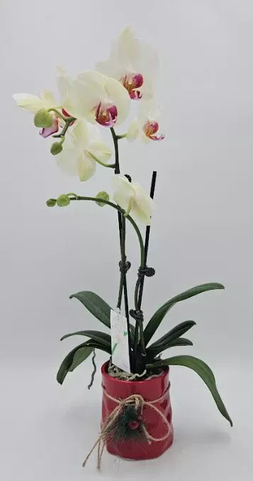 3" Orchid Phalaenopsis - Christmas Delight - Assorted - T4841