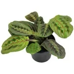 3" Prayer Plant Red
