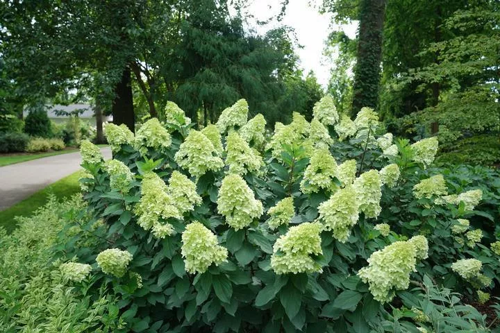 3G Hydrangea Paniculata 'Limelight Prime' - 1012923