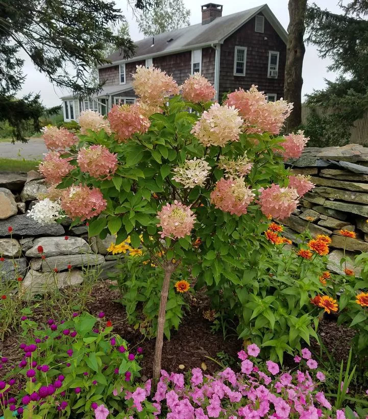 3G Hydrangea x pan. 'Phantom' Phantom Panicle Hydrangea 1002996