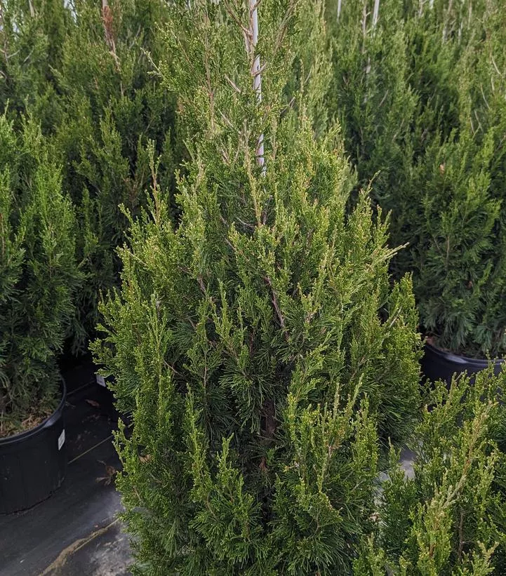 3G Juniperus Chinensis 'Spartan' - Juniper - 1008561