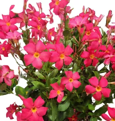 4.5" Mandevilla