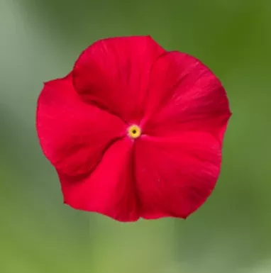 4.5" Vinca Flowering