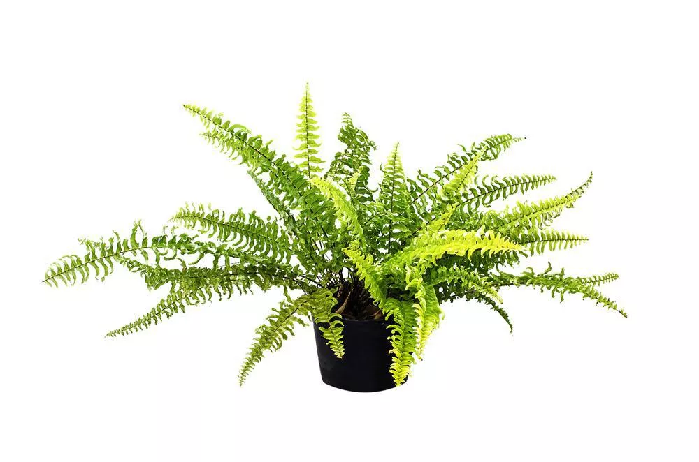 4" Fern - Boston