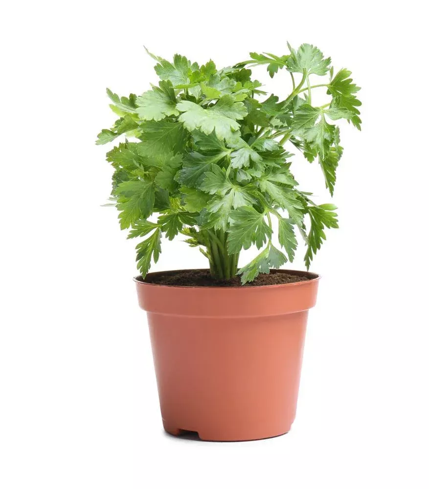 4" Herb - Cilantro