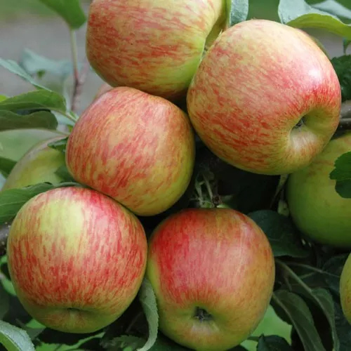 4 in 1 Combination Apple Tree #1
