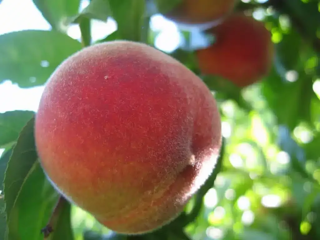 4 in 1 Combination Peach Tree