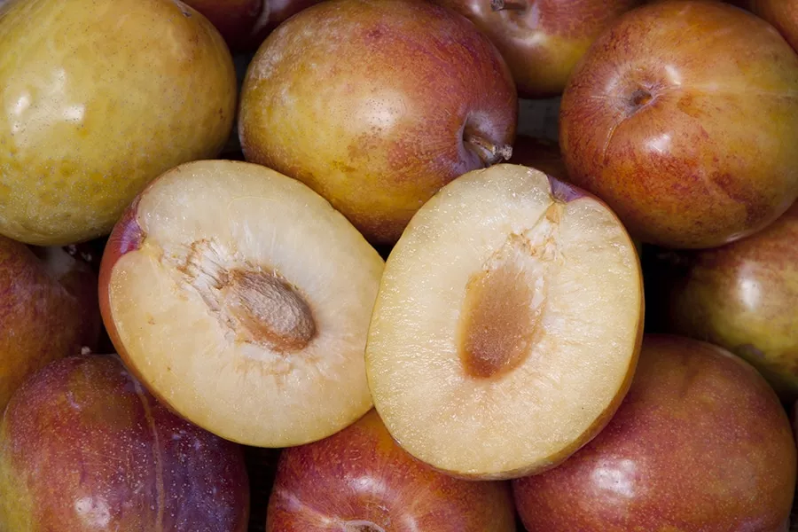 4 in 1 Combination Pluot Tree