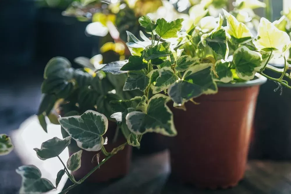 4" Ivy - Variegated