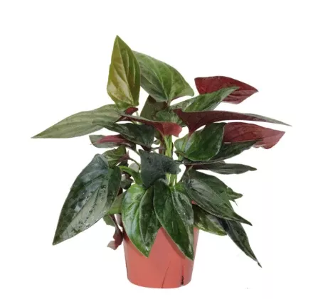 4" Syngonium - Red Arrow - T1657
