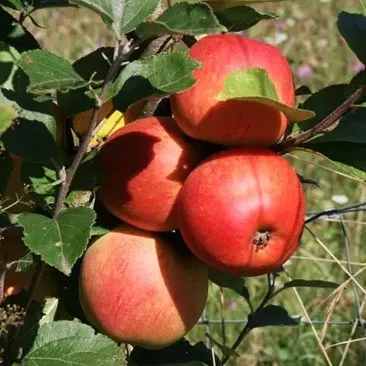 5G Apple Tree - Macoun