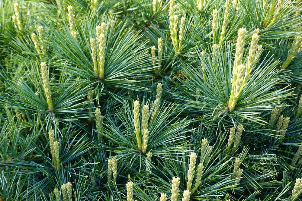 5G TORULOSA PINUS STROBUSEastern White Pine 1002886