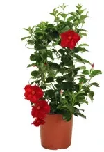 6.75" Mandevilla Red Small Leaf - T5341