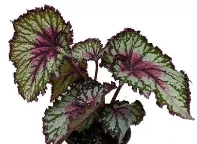 6" HB Begonia Rex Hanging Basket