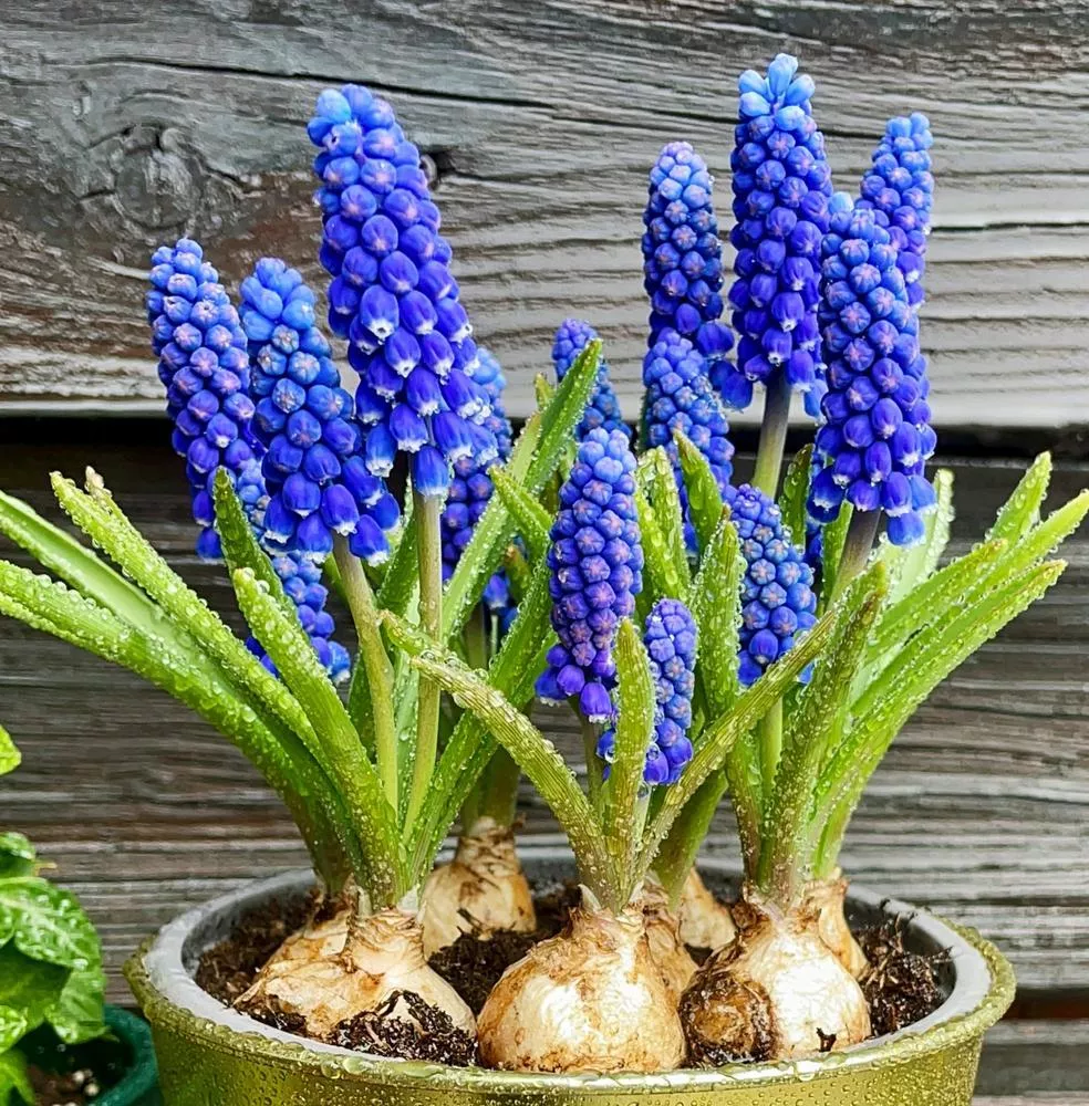 6" Hyacinth - Blue