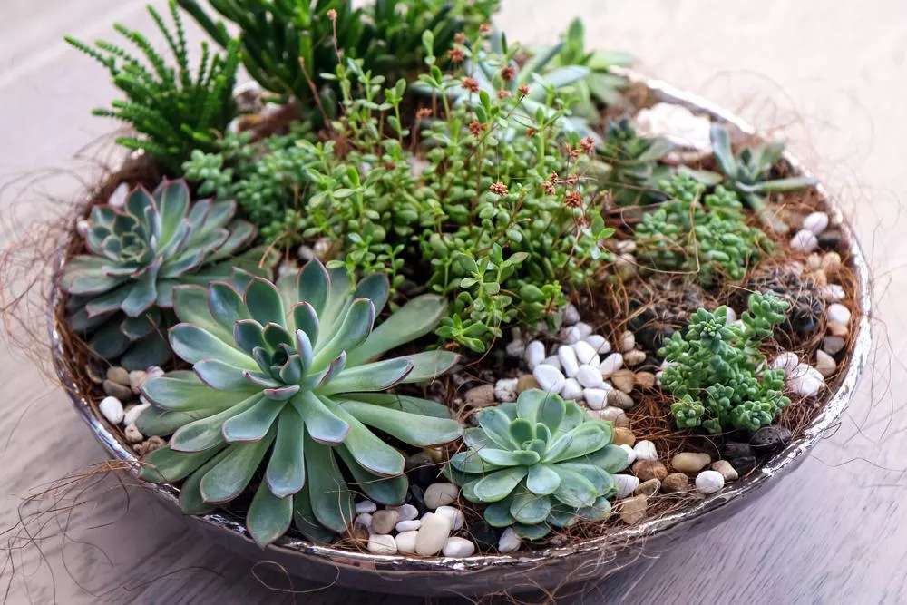 7" Succulent Garden