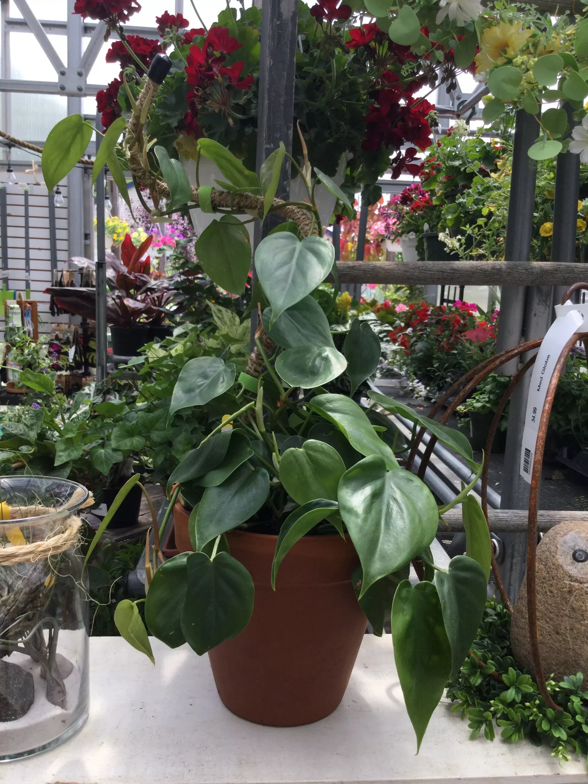 8' philodendron on a pole