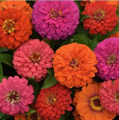 9" Zinnia Elegant Hot Mix