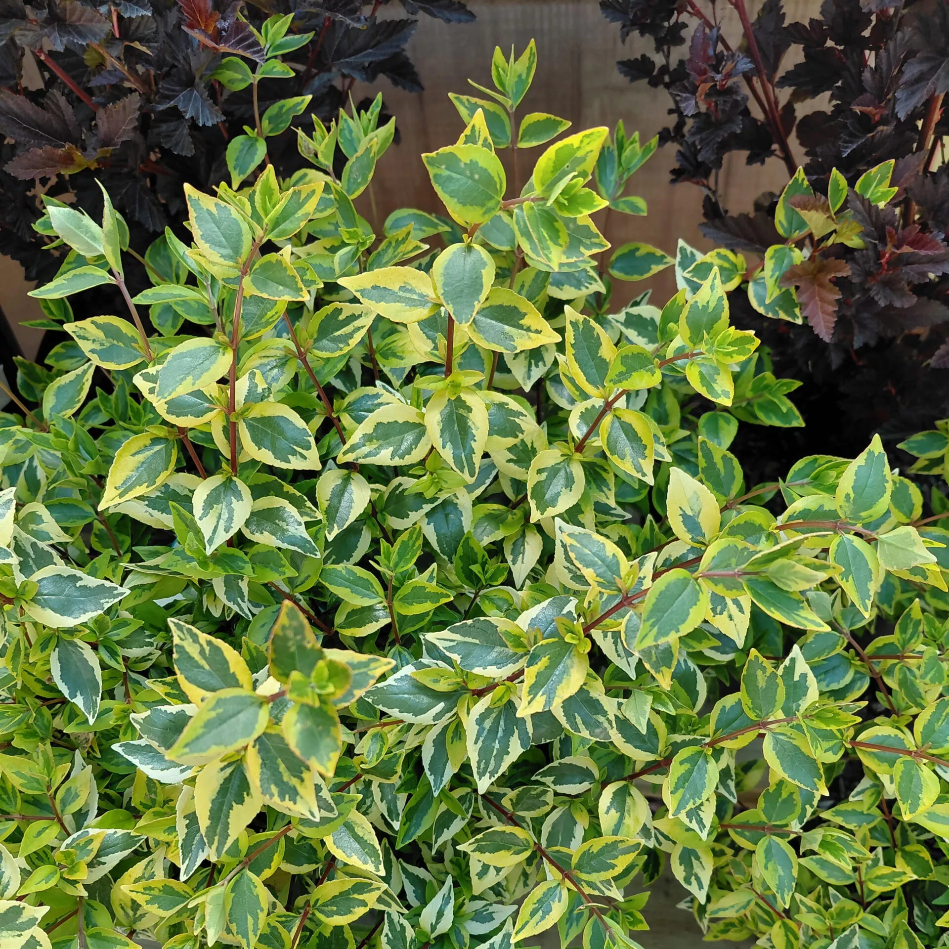 Abelia ‘Kaleidoscope’