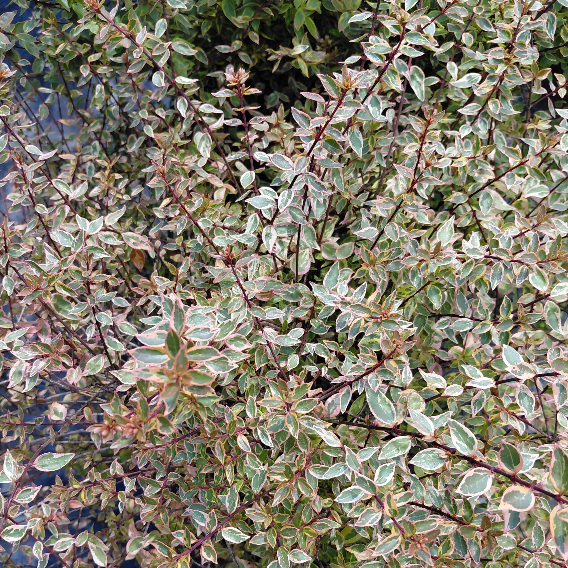Abelia ‘Sunshine Daydream’