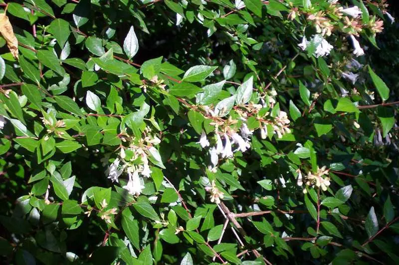 Abelia x grandiflora