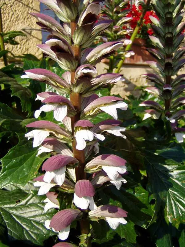 Acanthus mollis
