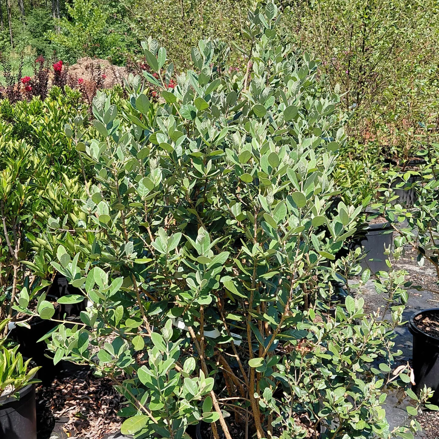 Acca sellowiana
