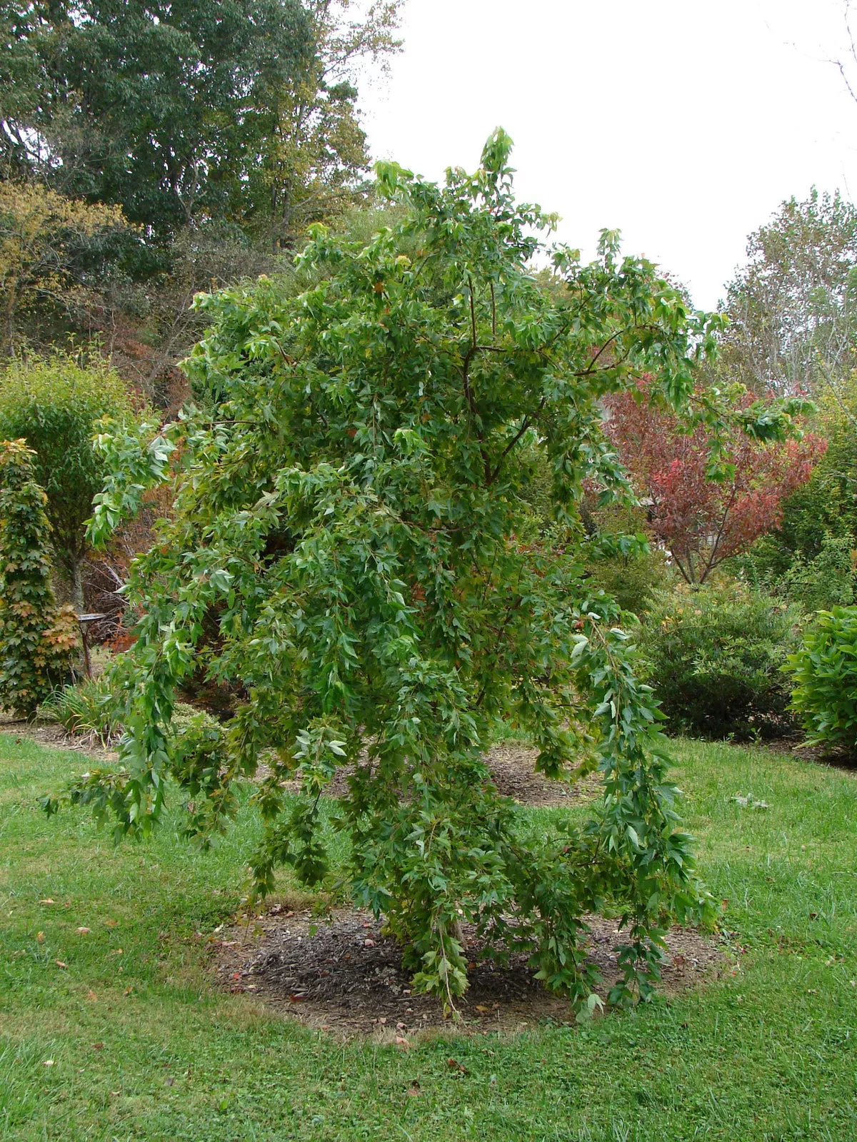 Acer buergerianum ‘Angyo Weeping’ Trident Maple Tree – 1 gallon
