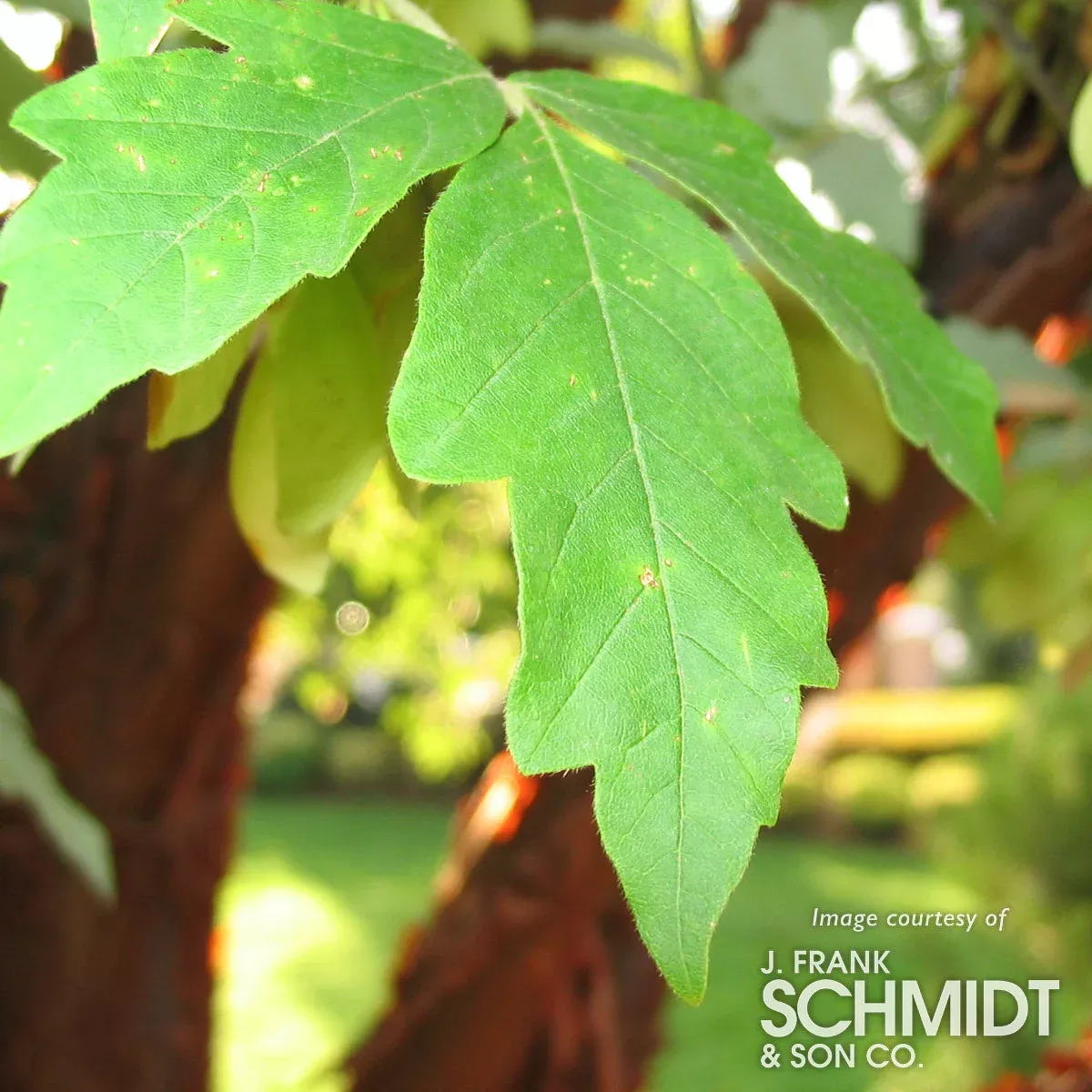 Acer griseum 5-6ft Paperbark Maple