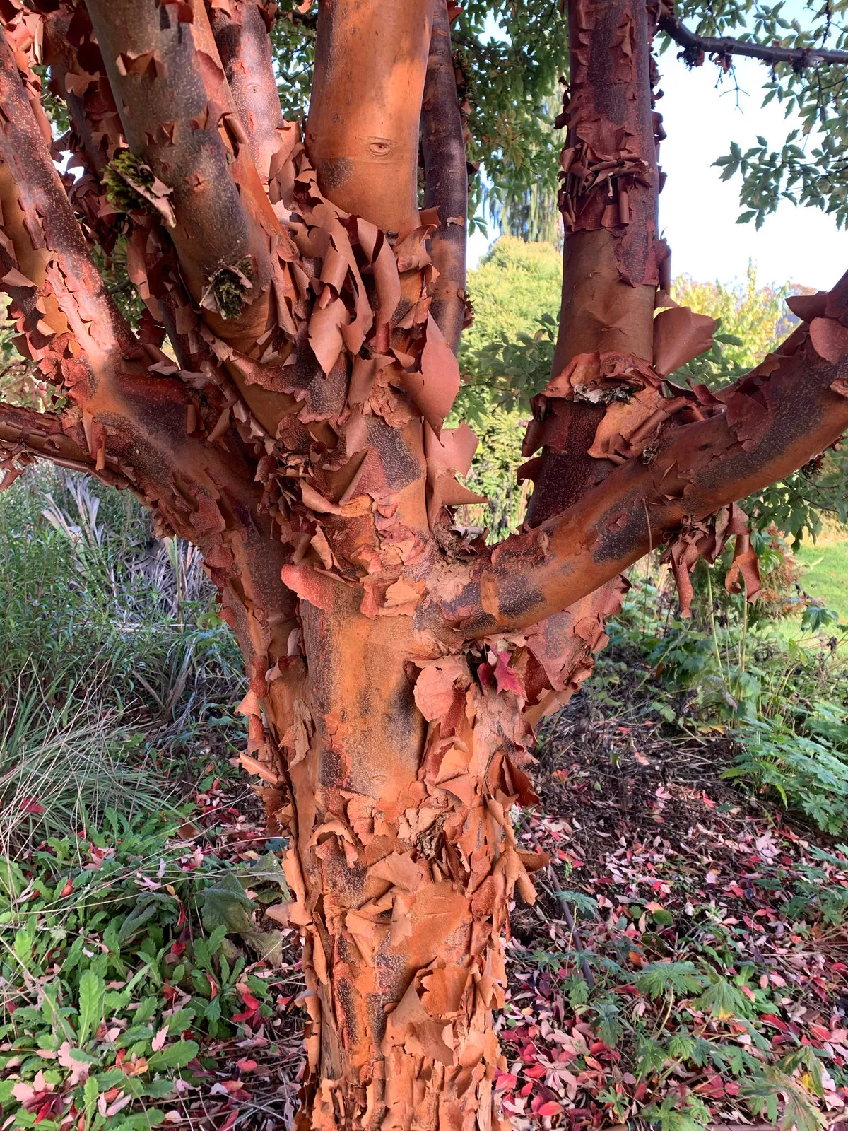 Acer griseum – Paperbark Maple – 3 gallon