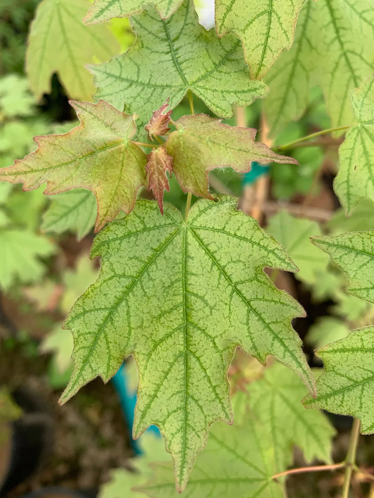 Acer leucoderme ‘Confederate Ghost’ Variegated Chalk Maple – 1 gallon