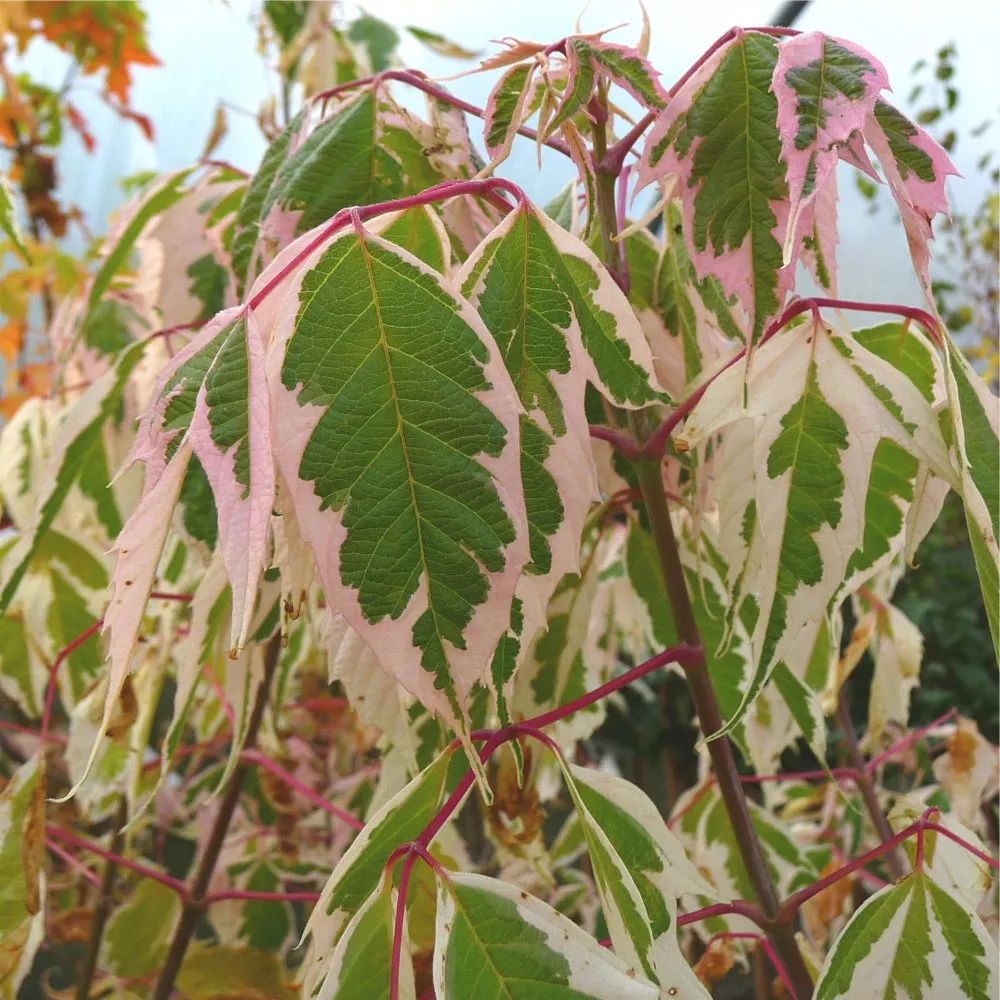 Acer negundo ‘Flamingo’
