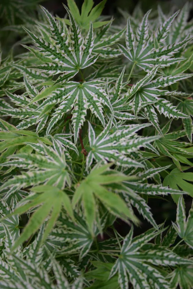 Acer palmatum ‘Higasa yama’