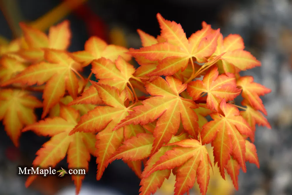 Acer palmatum ‘Kristin’s Star’ Japanese Maple – 1 gallon