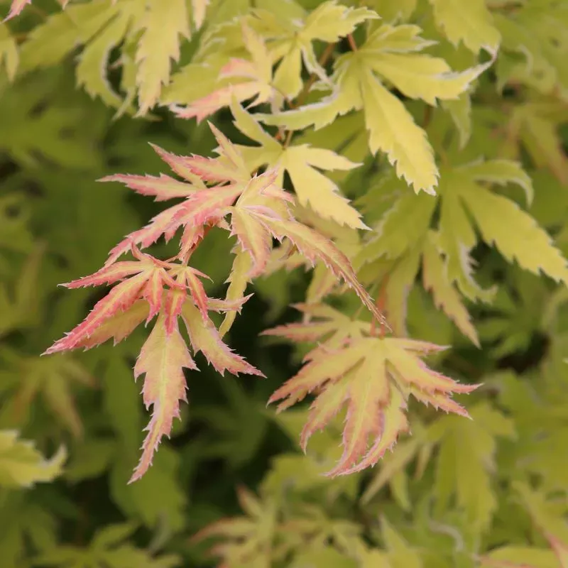 Acer palmatum Metamorphosa