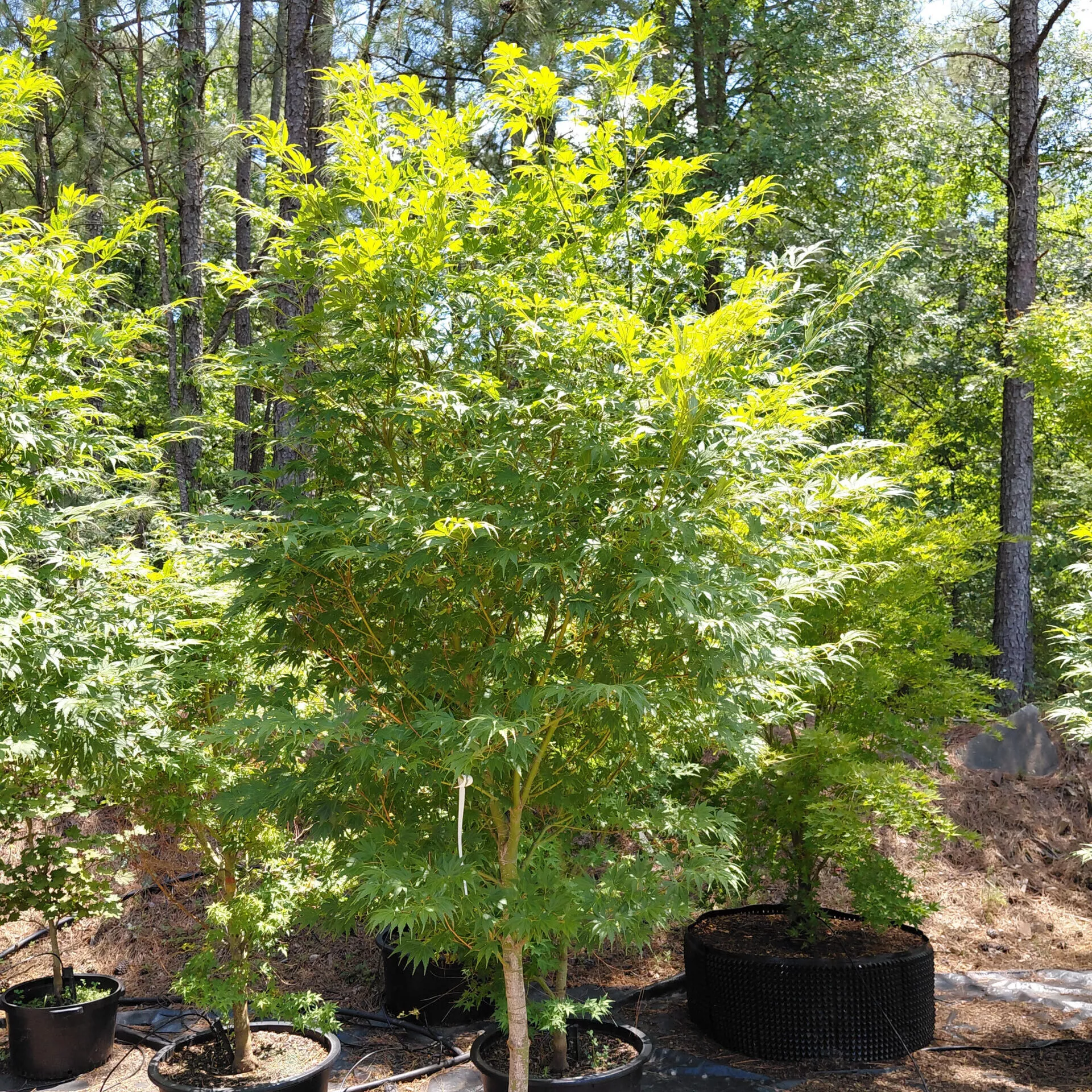 Acer palmatum ‘Orange Flame’
